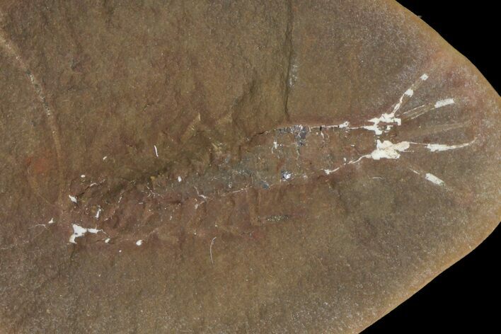 Fossil Syncarid Shrimp (Acanthotelson) Nodule - Mazon Creek #113240